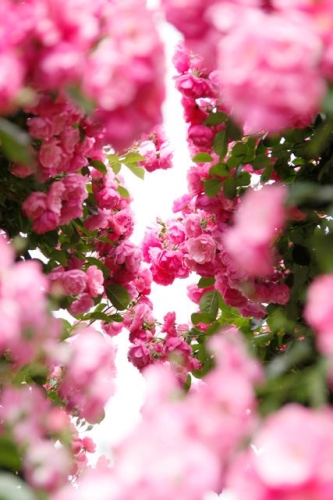 Escribir En Foto Cuadro de flores naturales y románticas 1 - Escribir En Foto Cuadro de flores naturales y románticas