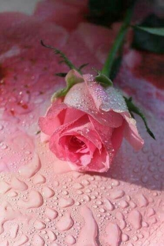 Escribir En Foto Imagen de la más bella rosa Bembe maravillosa belleza 1 - Escribir En Foto Imagen de la más bella rosa Bembe maravillosa belleza