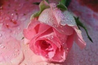 Escribir En Foto Imagen de la más bella rosa Bembe maravillosa belleza 1 333x220 - Escribir En Foto Imagen de la más bella rosa Bembe maravillosa belleza