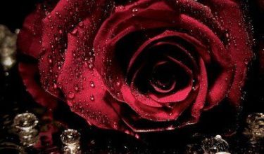 Escribir En Foto Imagen de una rosa roja con espinas hiriendo las manos 1 375x220 - Escribir En Foto Imagen de una rosa roja con espinas hiriendo las manos