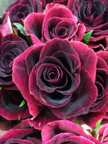 Escribir En Foto La imagen de las flores rojas oscuras hermosas más dulces fuertes 1 - Escribir En Foto La imagen de las flores rojas oscuras hermosas más dulces fuertes