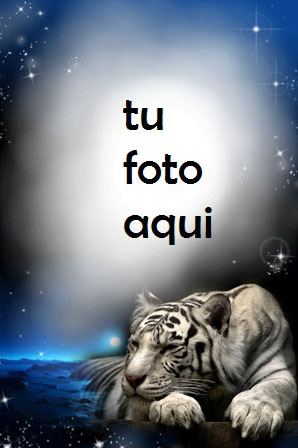 Tigre En La Noche Marco Para Foto - Tigre En La Noche Marco Para Foto