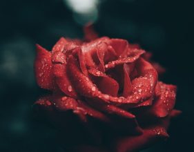 Escribir En Foto Imagen de la mejor rosa roja 1 281x220 - Escribir En Foto Imagen de la mejor rosa roja