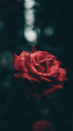 Escribir En Foto Imagen de la mejor rosa roja 1 - Escribir En Foto Imagen de la mejor rosa roja