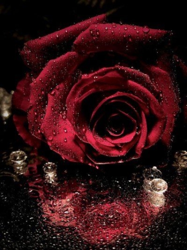 Escribir En Foto Imagen de una rosa roja con espinas hiriendo las manos 1 - Escribir En Foto Imagen de una rosa roja con espinas hiriendo las manos