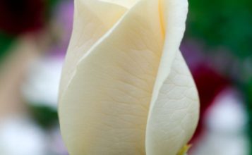 Escribir En Foto La imagen de una delgada flor blanca cerrada 1 357x220 - Escribir En Foto La imagen de una delgada flor blanca cerrada