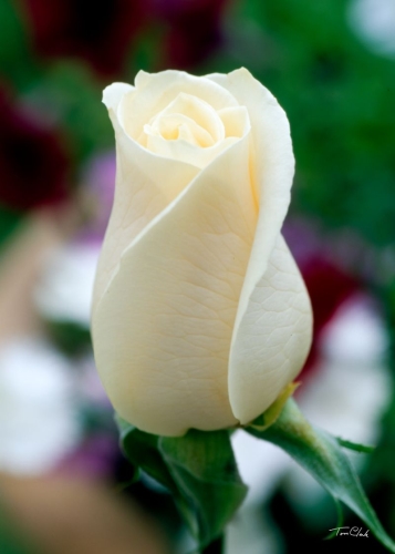 Escribir En Foto La imagen de una delgada flor blanca cerrada 1 - Escribir En Foto La imagen de una delgada flor blanca cerrada
