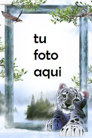 Tigre Blanco Marco Para Foto - Tigre Blanco Marco Para Foto